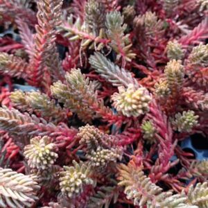 SEDUM RED WIGGLES