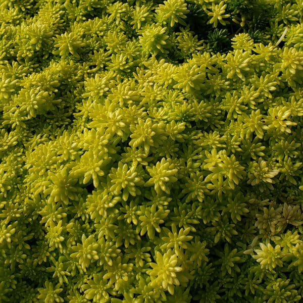 SEDUM TOKYO SUN