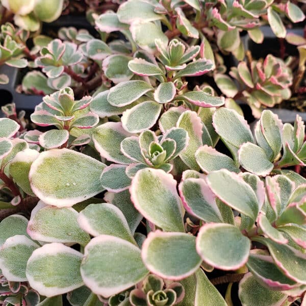 SEDUM TRICOLOR