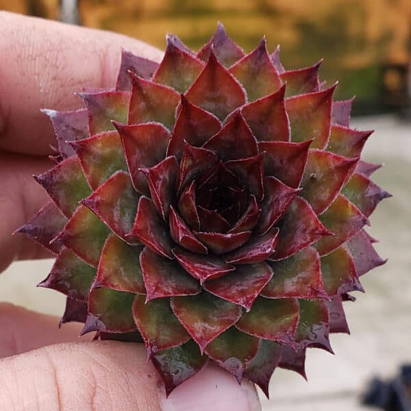 SEMPERVIVUM AGLOW