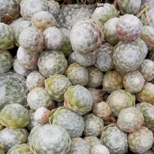 SEMPERVIVUM ARACH COBWEB
