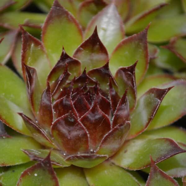 SEMPERVIVUM BLACK