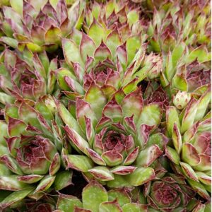 SEMPERVIVUM BLACK