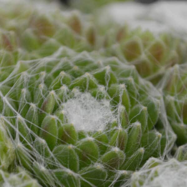 SEMPERVIVUM COBWEB