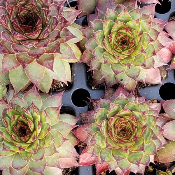 SEMPERVIVUM DYNAMO