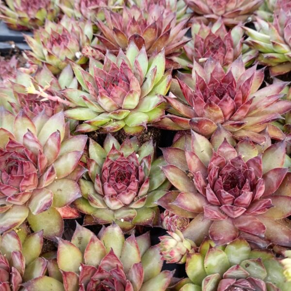 SEMPERVIVUM DYNAMO