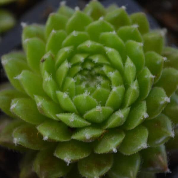 SEMPERVIVUM FORDS SPRING