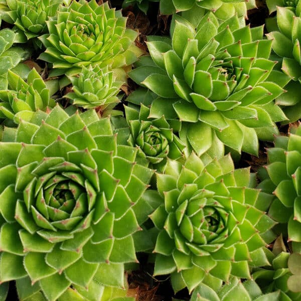 SEMPERVIVUM HART