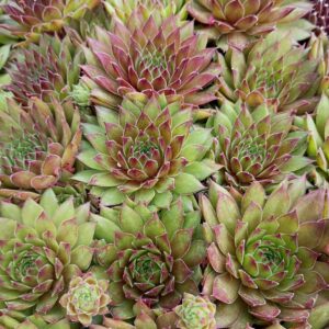 SEMPERVIVUM HART