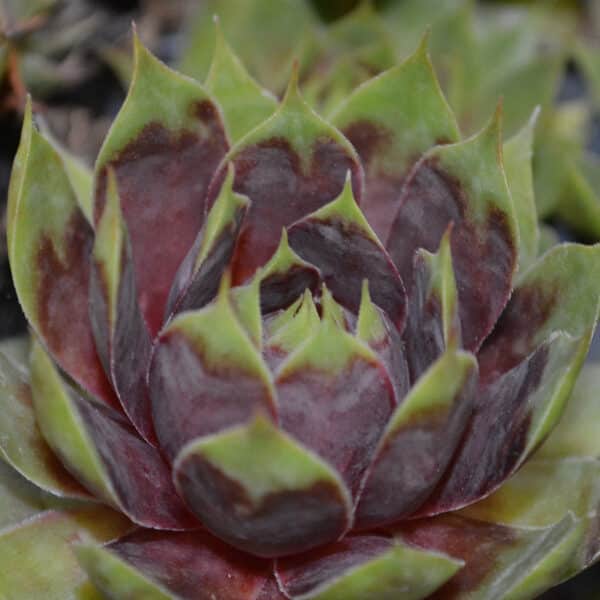 SEMPERVIVUM KILLER