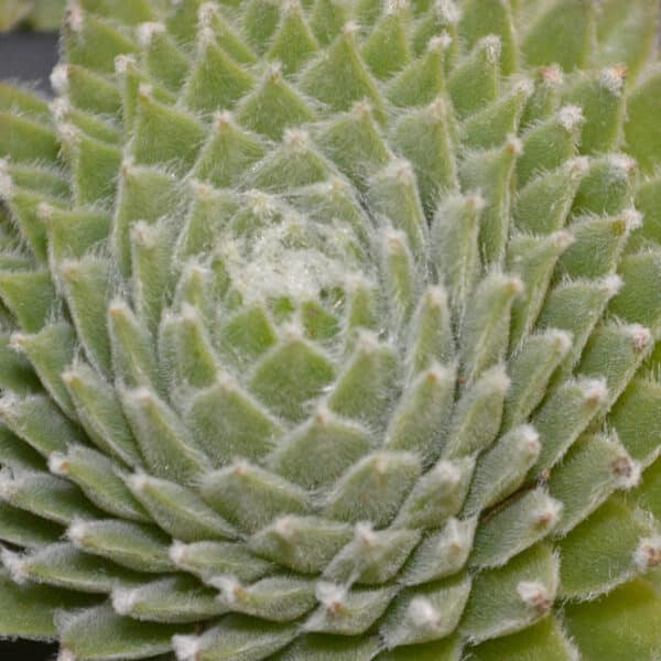 SEMPERVIVUM KOKO FANAL