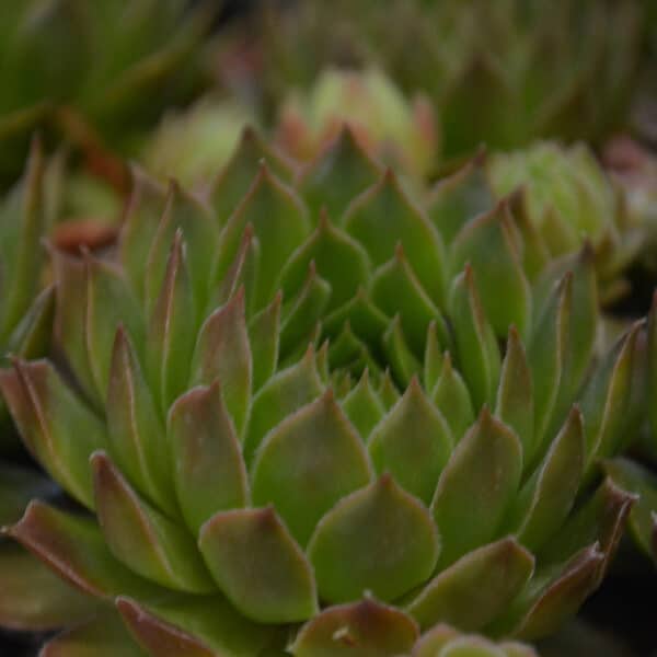 SEMPERVIVUM LEUCANTH RUBRUM