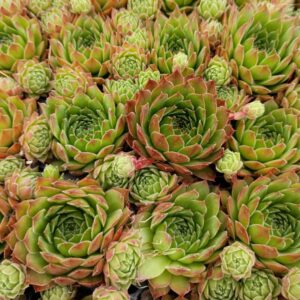 SEMPERVIVUM LEUCANTH RUBRUM