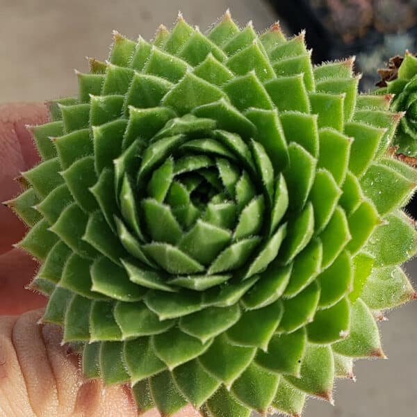 SEMPERVIVUM LIMELIGHT