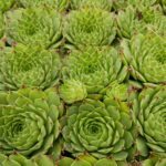 SEMPERVIVUM LIMELIGHT