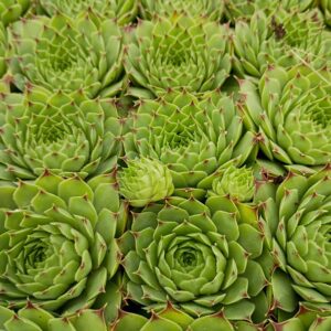 SEMPERVIVUM LIMELIGHT