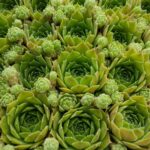 SEMPERVIVUM MORE HONEY