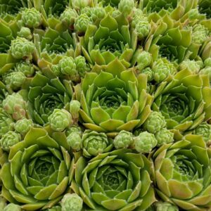 SEMPERVIVUM MORE HONEY