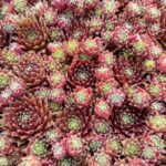 SEMPERVIVUM MOUNT USHER