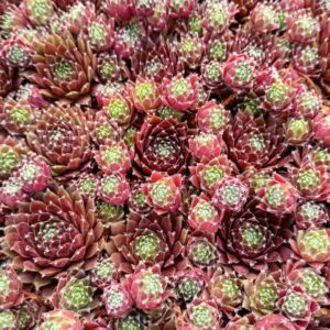 SEMPERVIVUM MOUNT USHER