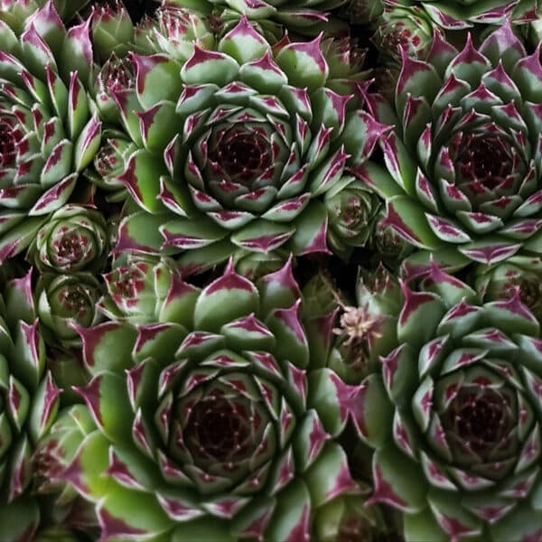 SEMPERVIVUM MS GUISEPPI