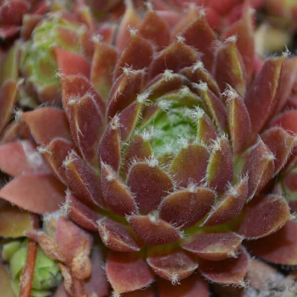 SEMPERVIVUM MT USHER