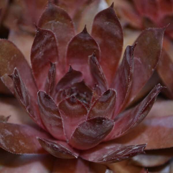 SEMPERVIVUM PEGGY