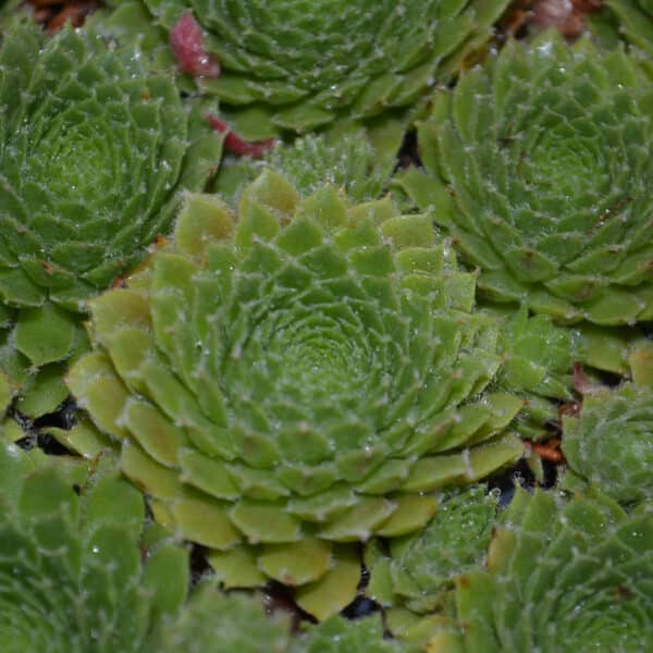 SEMPERVIVUM PILLIOSUM