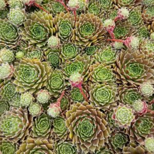 SEMPERVIVUM PILLIOSUM