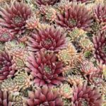 SEMPERVIVUM PULMOLSA