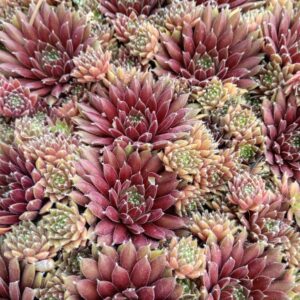 SEMPERVIVUM PULMOLSA