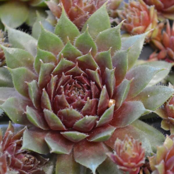 SEMPERVIVUM PURPLE PASSION