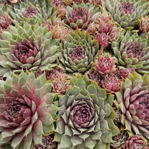 SEMPERVIVUM PURPLE PASSION