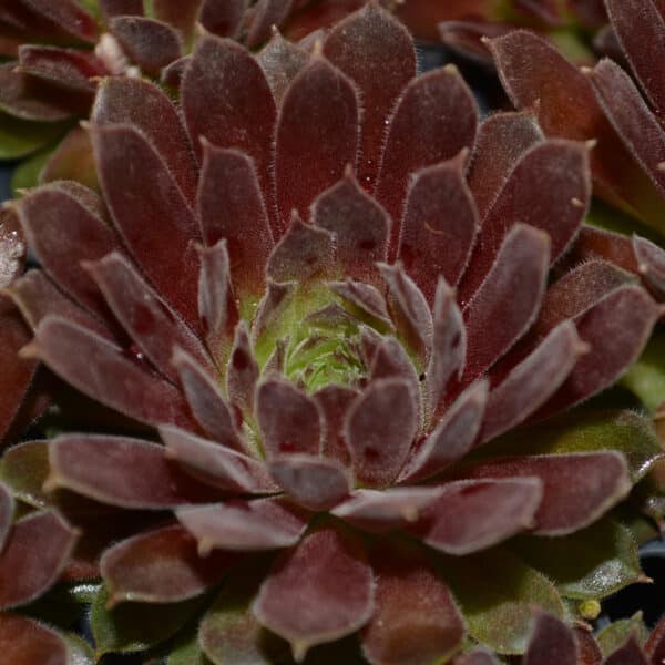 SEMPERVIVUM RED TIDE