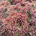 SEMPERVIVUM RED TIDE