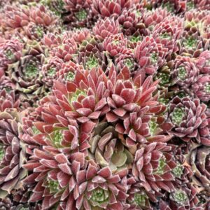 SEMPERVIVUM RED TIDE
