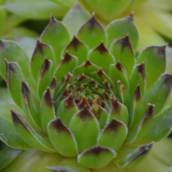 SEMPERVIVUM REINHARDT