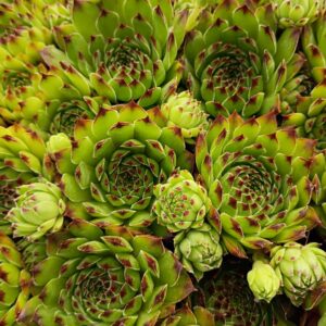 SEMPERVIVUM RIENDHART