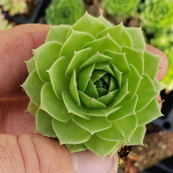 SEMPERVIVUM ROCKNOLL