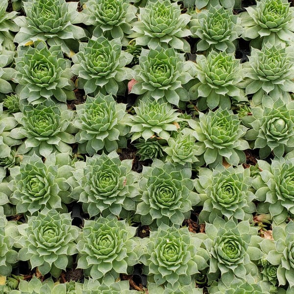 SEMPERVIVUM RUBY HEART