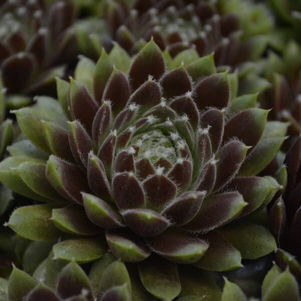 SEMPERVIVUM SILVER QUEEN