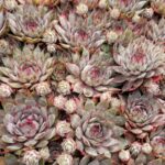 SEMPERVIVUM TRISTAN