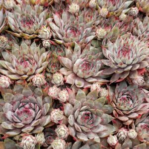 SEMPERVIVUM TRISTAN