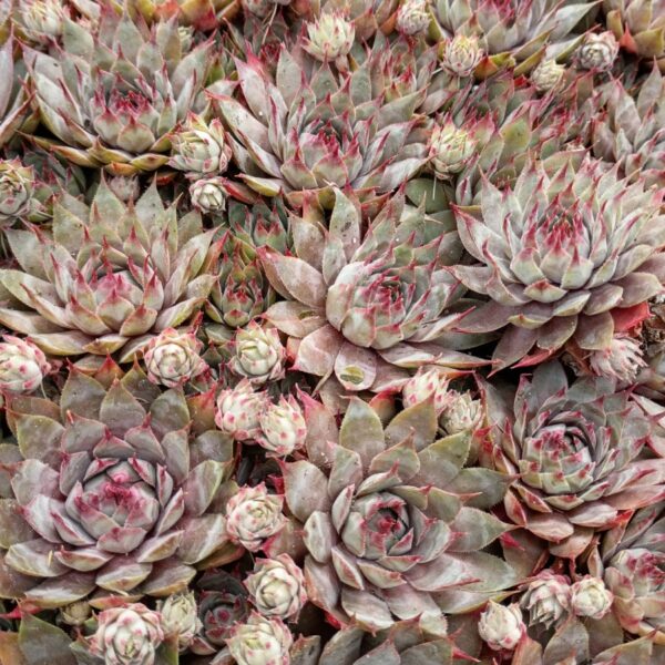 SEMPERVIVUM TRISTAN