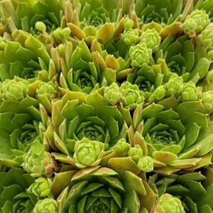 SEMPERVIVUM WILHELM TELL