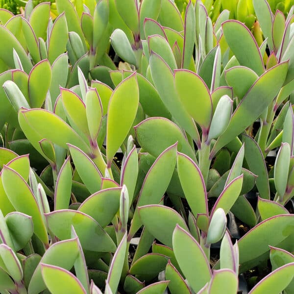 SENECIO CRASSISSIMUS