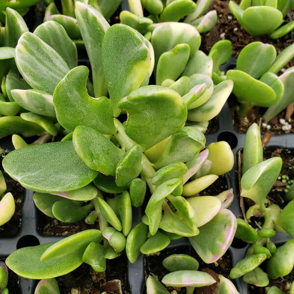 SENECIO JACOBSENII VARIEGATED