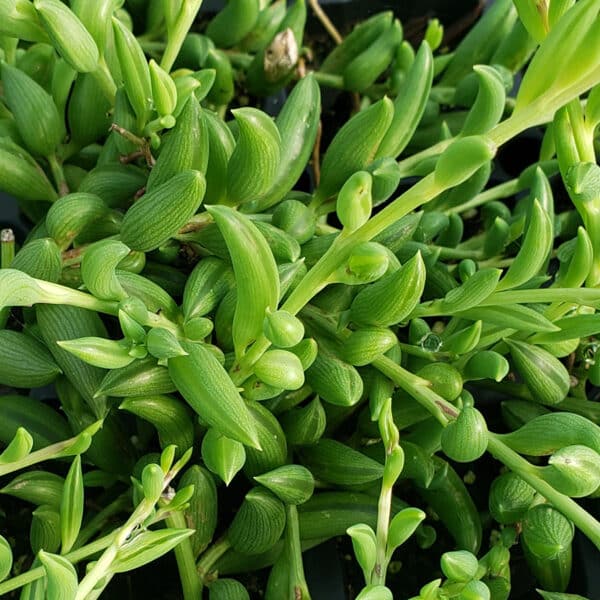 SENECIO RADICANS STRING OF BANANAS