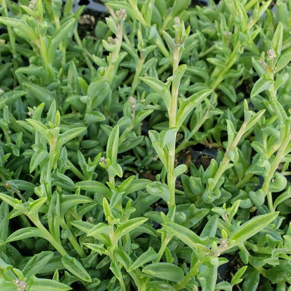 SENECIO STRING OF DOLPHINS