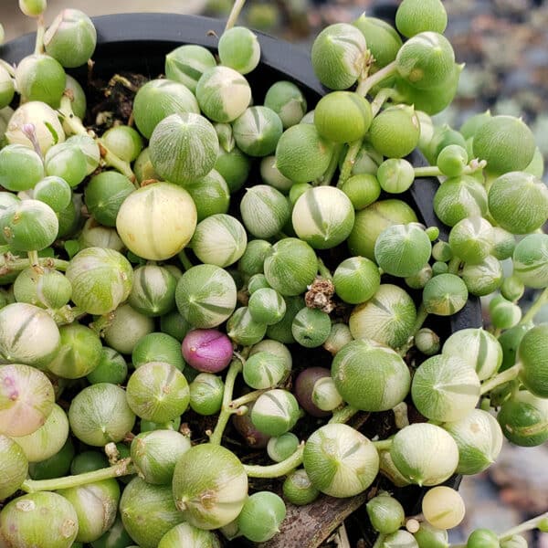 SENECIO STRING OF PEARLS VARIEGATED